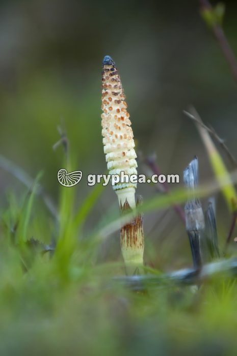 Grande Prêle - Epi sporifère ou strobile - gryphea.org